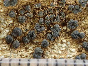  ( - O-L-244107)  @11 [ ] by-nc (2024) Reidar Haugan University of Oslo, Natural History Museum