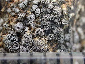  ( - O-L-244135)  @11 [ ] by-nc (2024) Reidar Haugan University of Oslo, Natural History Museum