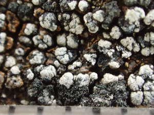  ( - O-L-244147)  @11 [ ] by-nc (2024) Reidar Haugan University of Oslo, Natural History Museum