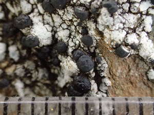  ( - O-L-244152)  @11 [ ] by-nc (2024) Reidar Haugan University of Oslo, Natural History Museum