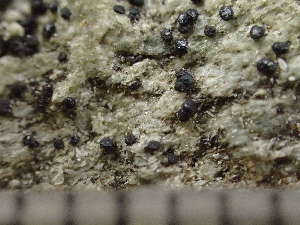  ( - O-L-244157)  @11 [ ] by-nc (2024) Reidar Haugan University of Oslo, Natural History Museum