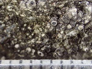  ( - O-L-244160)  @11 [ ] by-nc (2024) Reidar Haugan University of Oslo, Natural History Museum