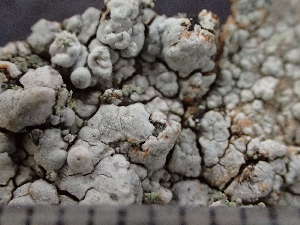  ( - O-L-244162)  @11 [ ] by-nc (2024) Reidar Haugan University of Oslo, Natural History Museum