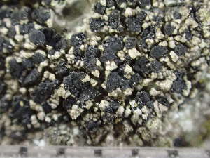  ( - O-L-244167)  @11 [ ] by-nc (2024) Reidar Haugan University of Oslo, Natural History Museum