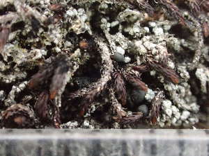  (Micarea lignaria - O-L-244170)  @11 [ ] by-nc (2024) Reidar Haugan University of Oslo, Natural History Museum