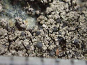  ( - O-L-244176)  @11 [ ] by-nc (2024) Reidar Haugan University of Oslo, Natural History Museum
