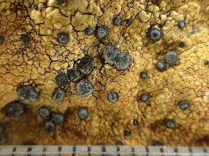  ( - O-L-244184)  @11 [ ] by-nc (2024) Reidar Haugan University of Oslo, Natural History Museum