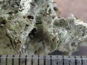  ( - O-L-244185)  @11 [ ] by-nc (2024) Reidar Haugan University of Oslo, Natural History Museum