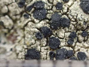  ( - O-L-244199)  @11 [ ] by-nc (2024) Reidar Haugan University of Oslo, Natural History Museum