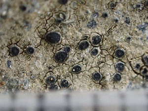  ( - O-L-244208)  @11 [ ] by-nc (2024) Reidar Haugan University of Oslo, Natural History Museum
