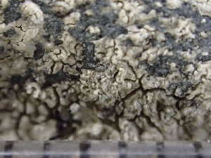  ( - O-L-244219)  @11 [ ] by-nc (2024) Reidar Haugan University of Oslo, Natural History Museum