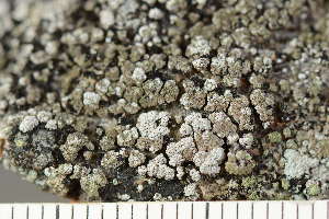  ( - O-L-245265)  @11 [ ] by-nc (2024) Einar Timdal University of Oslo, Natural History Museum