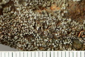  ( - O-L-245297)  @11 [ ] by-nc (2024) Einar Timdal University of Oslo, Natural History Museum