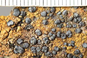  ( - O-L-245300)  @11 [ ] by-nc (2024) Einar Timdal University of Oslo, Natural History Museum