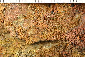  (Miriquidica atrofulva - O-L-245306)  @11 [ ] by-nc (2024) Einar Timdal University of Oslo, Natural History Museum