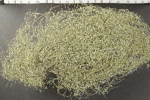  ( - O-L-245311)  @11 [ ] by-nc (2024) Einar Timdal University of Oslo, Natural History Museum