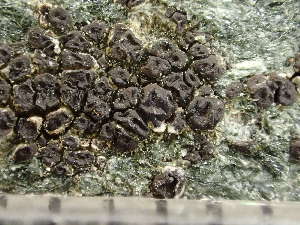  ( - O-L-246007)  @11 [ ] by-nc (2025) Reidar Haugan University of Oslo, Natural History Museum