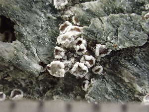  ( - O-L-246010)  @11 [ ] by-nc (2025) Reidar Haugan University of Oslo, Natural History Museum
