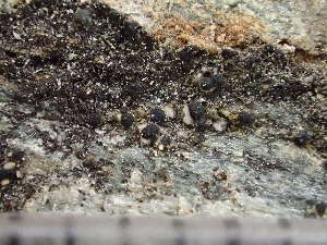  (Carbonea aggregantula - O-L-246014)  @11 [ ] by-nc (2025) Reidar Haugan University of Oslo, Natural History Museum
