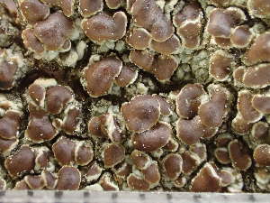  ( - O-L-246027)  @11 [ ] by-nc (2025) Reidar Haugan University of Oslo, Natural History Museum