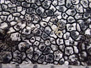  (Buellia stellulata - O-L-246035)  @11 [ ] by-nc (2025) Reidar Haugan University of Oslo, Natural History Museum