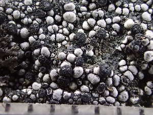  ( - O-L-246036)  @11 [ ] by-nc (2025) Reidar Haugan University of Oslo, Natural History Museum