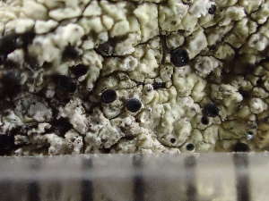  (Sclerococcum saxatile - O-L-246038)  @11 [ ] by-nc (2025) Reidar Haugan University of Oslo, Natural History Museum