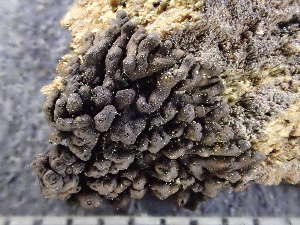  ( - O-L-246062)  @11 [ ] by-nc (2025) Reidar Haugan University of Oslo, Natural History Museum