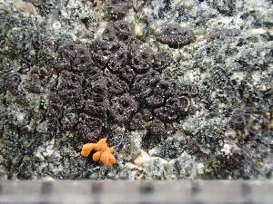 ( - O-L-246090)  @11 [ ] by-nc (2025) Reidar Haugan University of Oslo, Natural History Museum