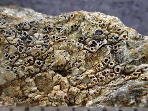  ( - O-L-246094)  @11 [ ] by-nc (2025) Reidar Haugan University of Oslo, Natural History Museum