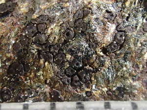  ( - O-L-246100)  @11 [ ] by-nc (2025) Reidar Haugan University of Oslo, Natural History Museum