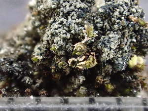  ( - O-L-246102)  @11 [ ] by-nc (2025) Reidar Haugan University of Oslo, Natural History Museum