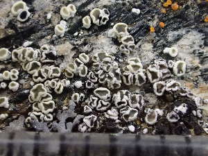  ( - O-L-246132)  @11 [ ] by-nc (2025) Reidar Haugan University of Oslo, Natural History Museum