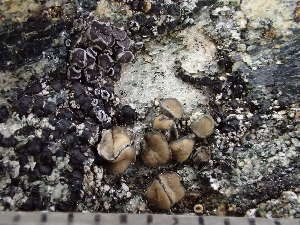  (Lecanora eurycarpa - O-L-246133)  @11 [ ] by-nc (2025) Reidar Haugan University of Oslo, Natural History Museum