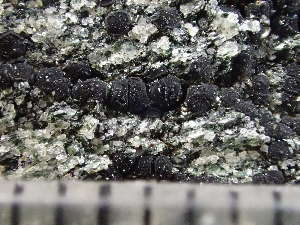  ( - O-L-246134)  @11 [ ] by-nc (2025) Reidar Haugan University of Oslo, Natural History Museum
