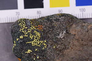  ( - O-L-246152)  @11 [ ] by-nc (2025) Erik J. M&ouml;ller University of Oslo, Natural History Museum