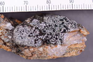  ( - O-L-246153)  @11 [ ] by-nc (2025) Erik J. M&ouml;ller University of Oslo, Natural History Museum