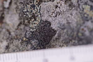  ( - O-L-246155)  @11 [ ] by-nc (2025) Erik J. M&ouml;ller University of Oslo, Natural History Museum