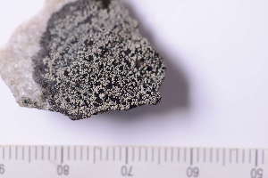  ( - O-L-246157)  @11 [ ] by-nc (2025) Erik J. M&ouml;ller University of Oslo, Natural History Museum