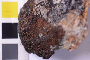  (Haugania pycnocarpoides - O-L-246170)  @11 [ ] by-nc (2025) Erik J. M&ouml;ller University of Oslo, Natural History Museum