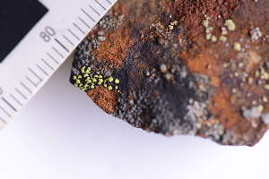  ( - O-L-246184)  @11 [ ] by-nc (2025) Erik J. M&ouml;ller University of Oslo, Natural History Museum