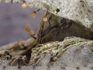  ( - O-L-246555)  @11 [ ] by-nc (2025) Reidar Haugan University of Oslo, Natural History Museum