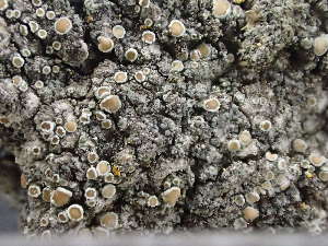  (Vezdaea leprosa - O-L-246571)  @11 [ ] by-nc (2025) Reidar Haugan University of Oslo, Natural History Museum