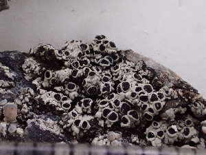  ( - O-L-246580)  @11 [ ] by-nc (2025) Reidar Haugan University of Oslo, Natural History Museum