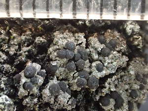  ( - O-L-246586)  @11 [ ] by-nc (2025) Reidar Haugan University of Oslo, Natural History Museum