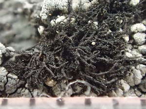  (Ephebe perspinulosa - O-L-246594)  @11 [ ] by-nc (2025) Reidar Haugan University of Oslo, Natural History Museum