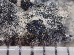  ( - O-L-246611)  @11 [ ] by-nc (2025) Reidar Haugan University of Oslo, Natural History Museum