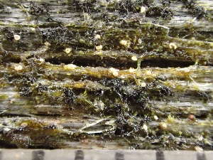  ( - O-L-246662)  @11 [ ] by-nc (2025) Reidar Haugan University of Oslo, Natural History Museum