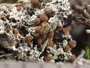  ( - O-L-246672)  @11 [ ] by-nc (2025) Reidar Haugan University of Oslo, Natural History Museum
