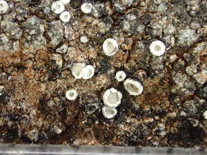  ( - O-L-246687)  @11 [ ] by-nc (2025) Reidar Haugan University of Oslo, Natural History Museum